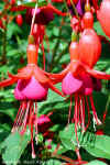 Fuschias (1) - 11-09-2000.jpg (52474 bytes)